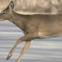 Kentucky drivers entering peak season for deer collisions